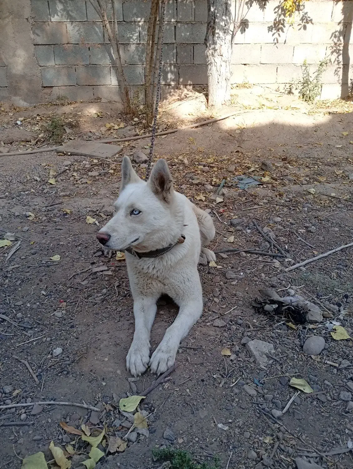 سگ هاسکی سفید بار دار|سگ|شیراز, گویم|دیوار