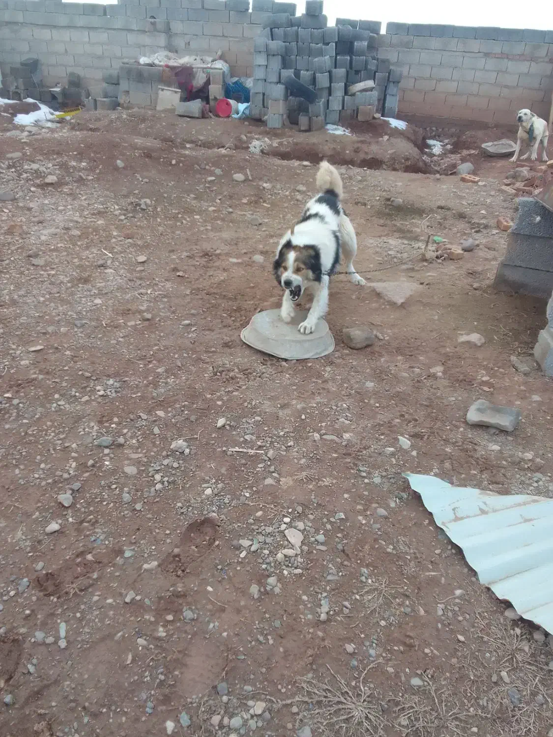 سگ واگذاری|سگ|هریس, |دیوار