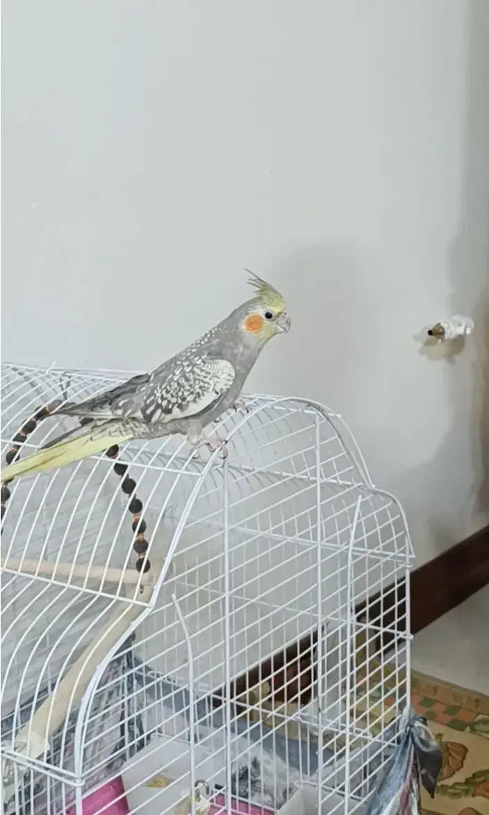 گمشده عروس هلندی|پرنده|خمینیشهر, |دیوار