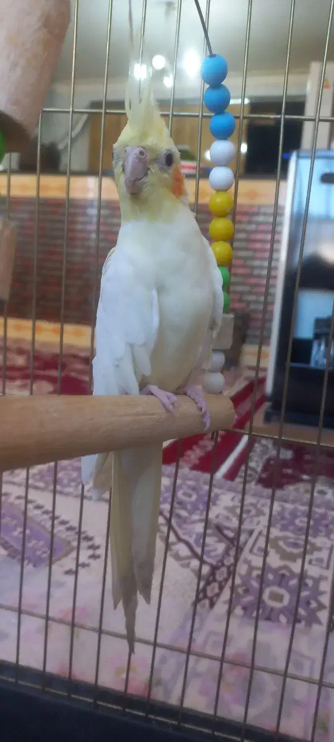 یک جفت عروس هلندی با قفس|پرنده|زرین دشت (همدان), |دیوار