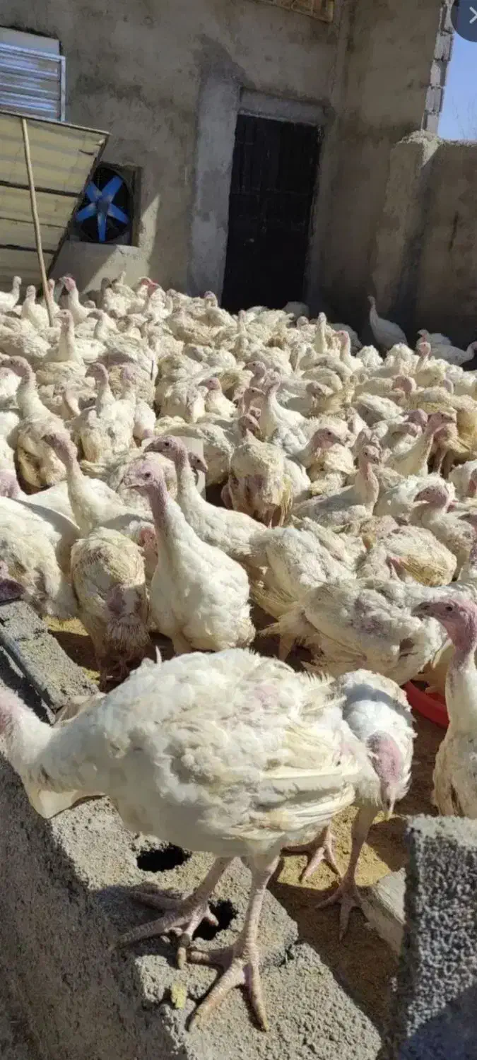 بوقلمون بیوتی گوشتی|حیوانات مزرعه|الشتر, |دیوار