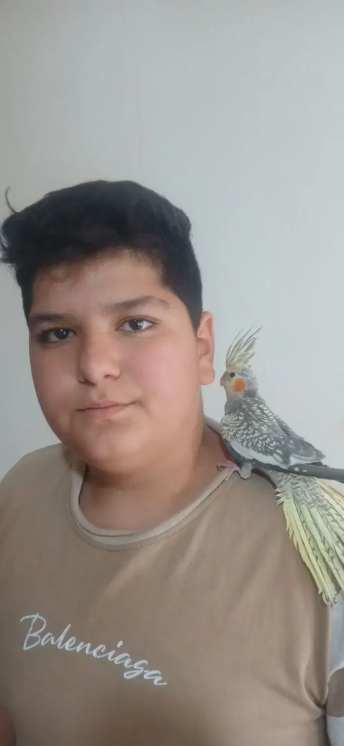 عروس هلندی|پرنده|کرج, شهرک سهرابیه|دیوار