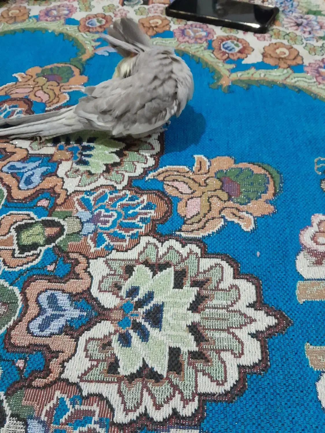 عروس هلندی نر|پرنده|مشهد, انصار|دیوار