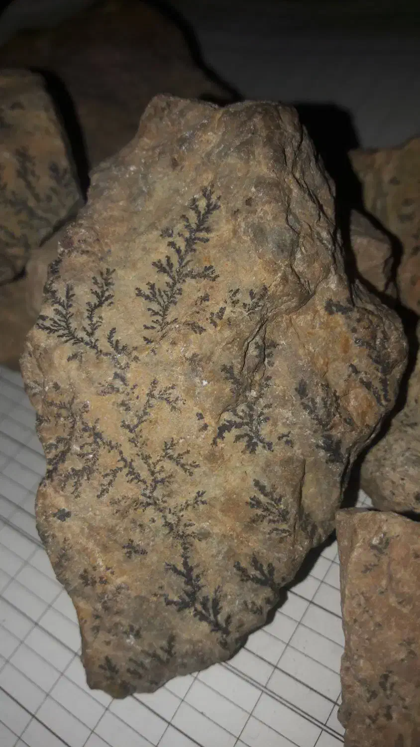 سنگ شجر فسیلی دونه ای ۵۰|کلکسیون اشیاء عتیقه|کرمان, |دیوار