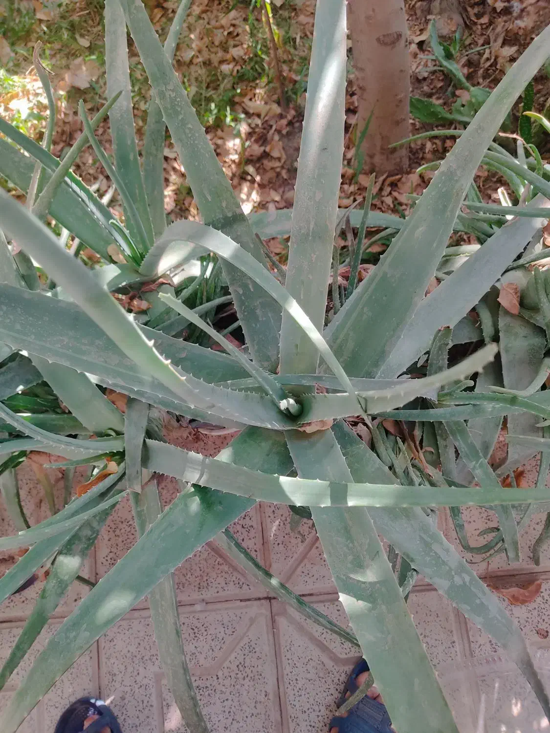 گیاه الوورا|گل و گیاه طبیعی|اردکان, |دیوار