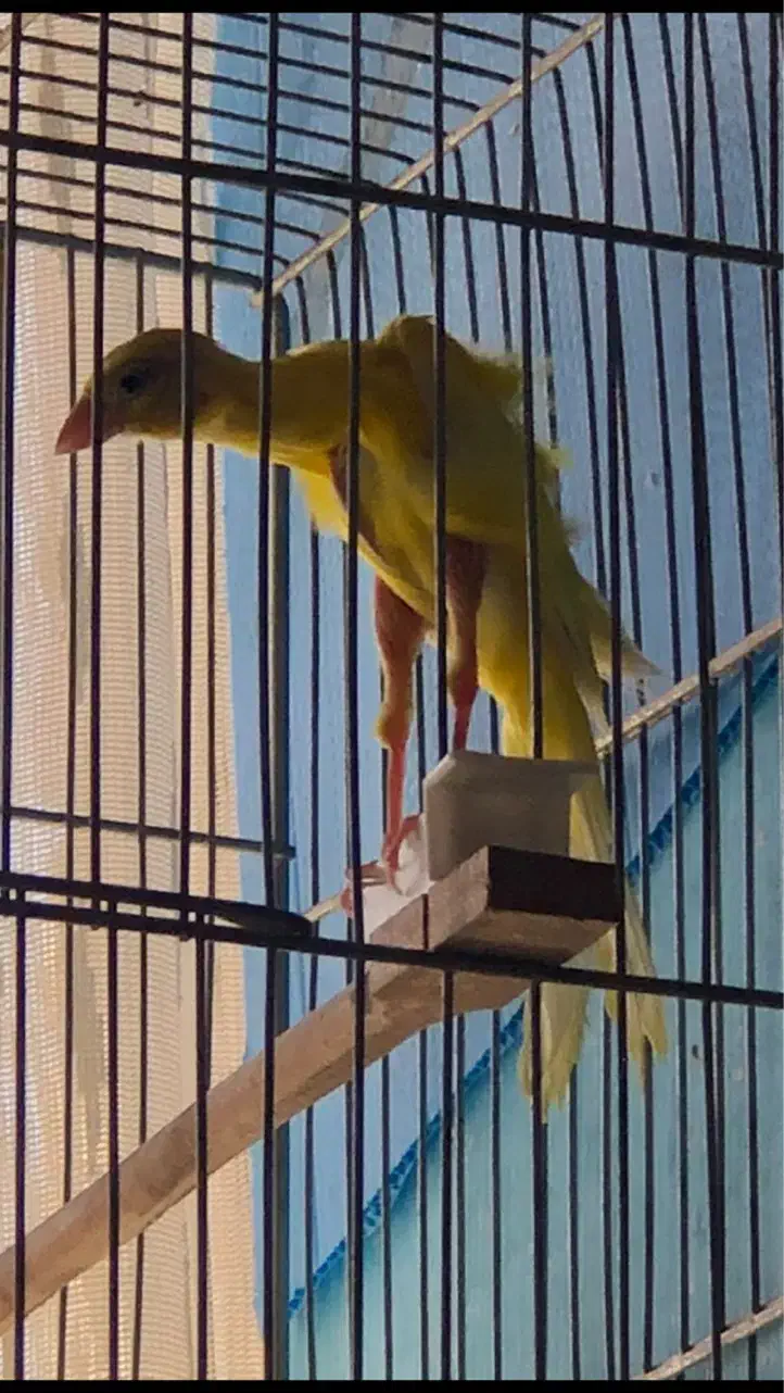 قناری جیبر سوپر رسمی|پرنده|قزوین, |دیوار