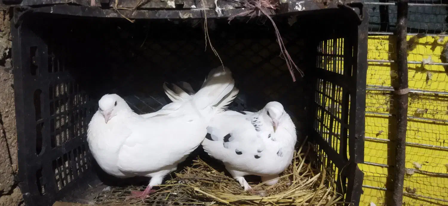 کبوت|پرنده|املش, |دیوار