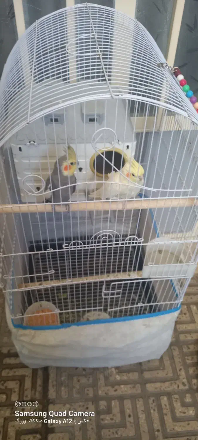 سلام یک جفت طوطی عروس فقط ۲۵۰۰|پرنده|الوند, |دیوار