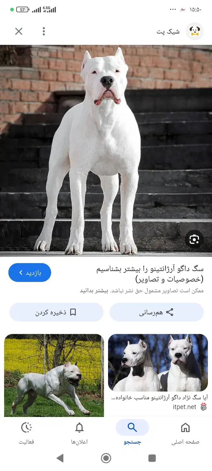 سگ داگو|سگ|محمدشهر, محمدشهر|دیوار