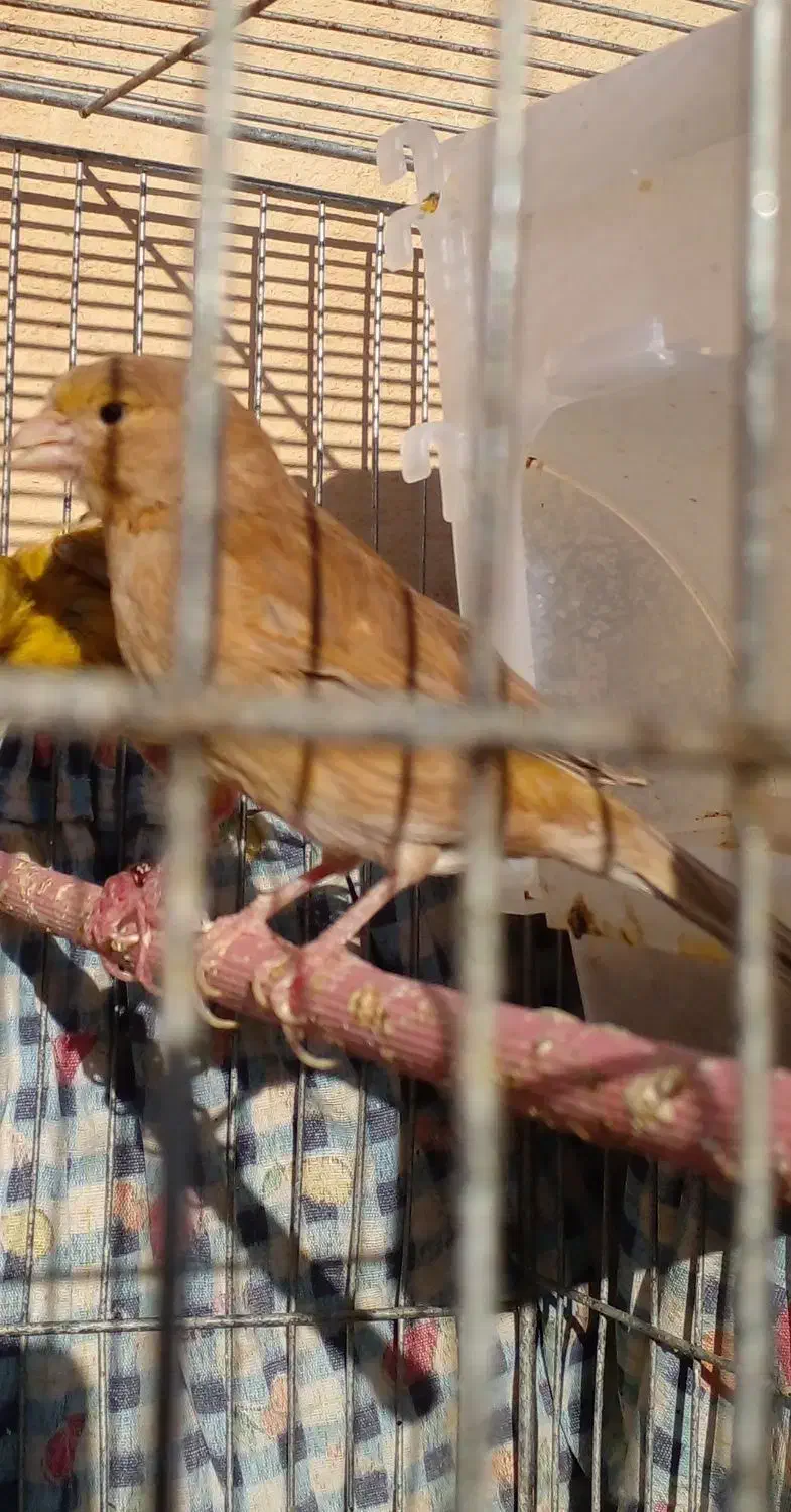 قناری شتری ماده|پرنده|شیبکوه (فارس), |دیوار