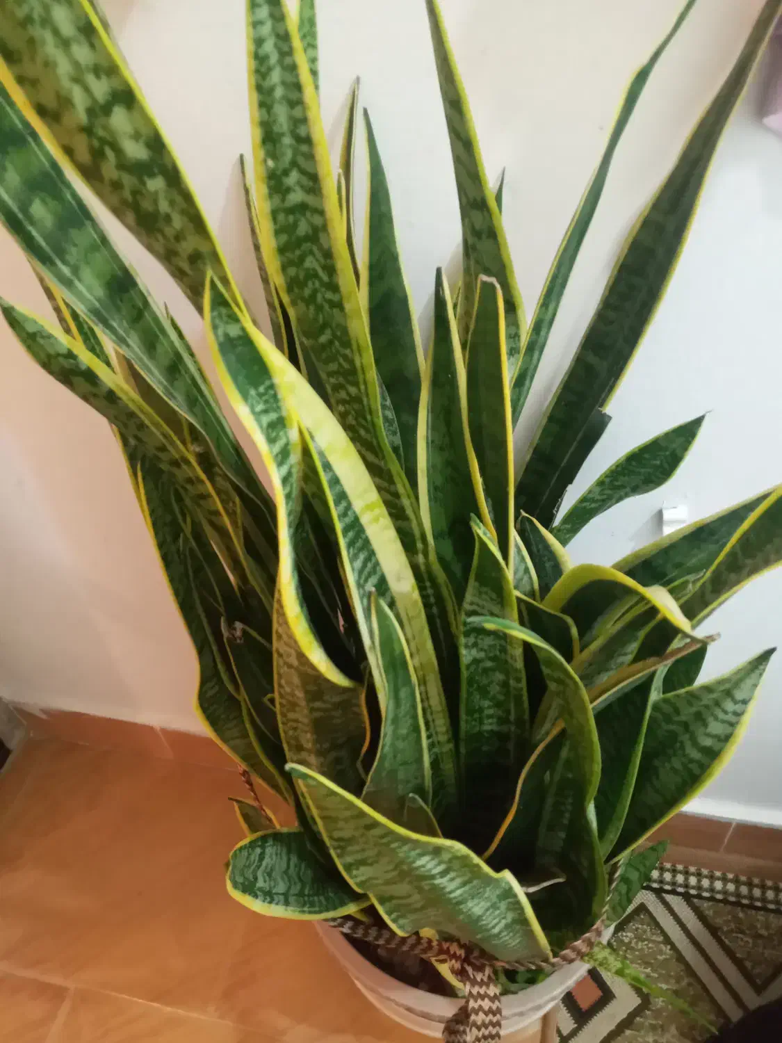 گل سانسوریا|گل و گیاه طبیعی|بندر انزلی, چهارفریضه|دیوار