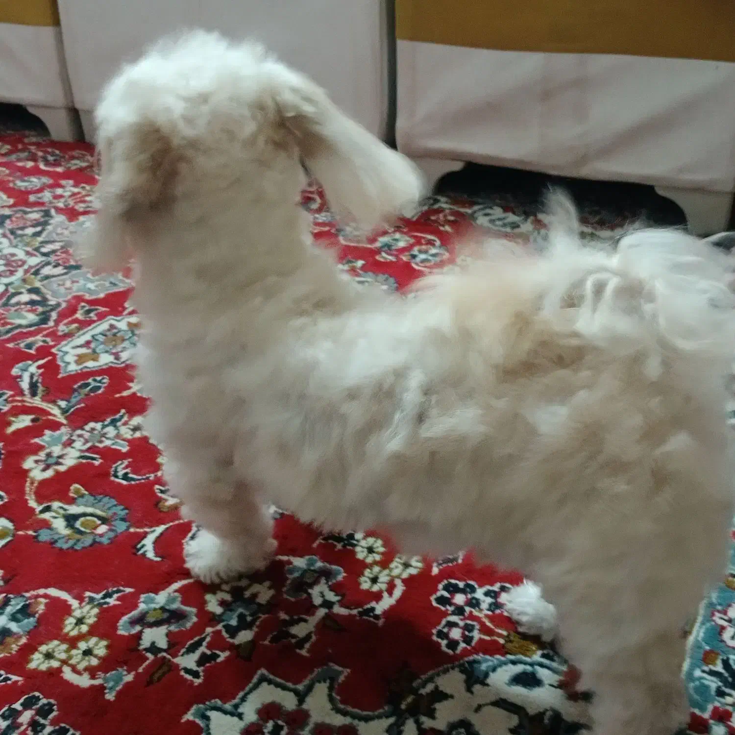 واگذاری سگ|سگ|رشت, لاکان|دیوار