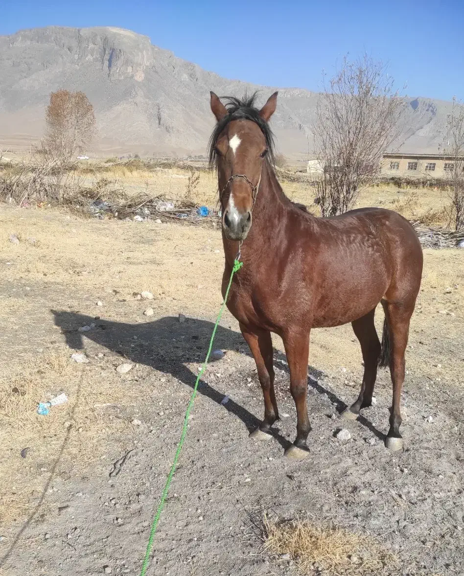 فروش‌مادیان|اسب و تجهیزات اسب‌سواری|صحنه, |دیوار