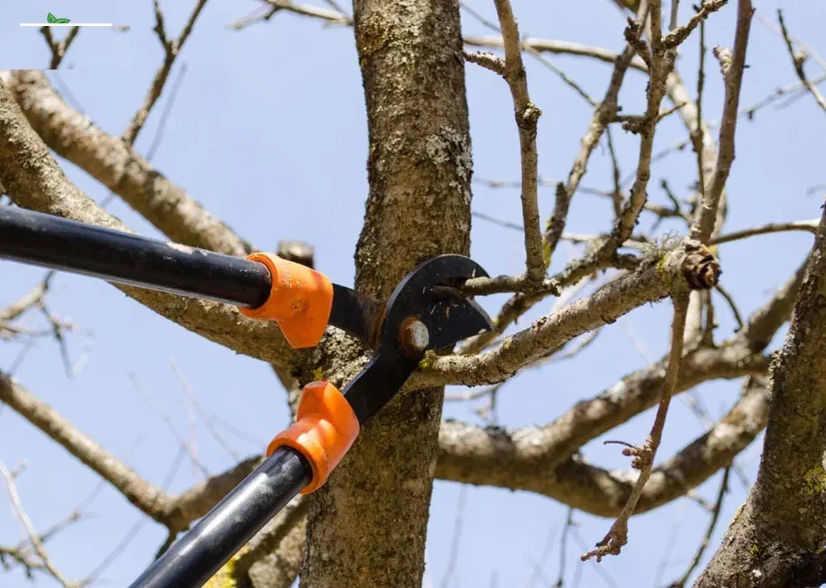 هرس کاری حرفه ای/هرس درختان/هرس|خدمات باغبانی و درختکاری|ماهنشان, |دیوار