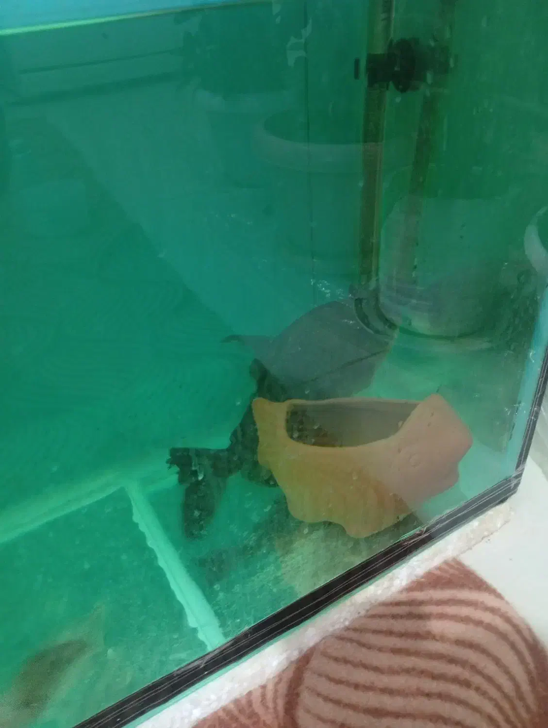 پیرانا|ماهی|اقبالیه, |دیوار