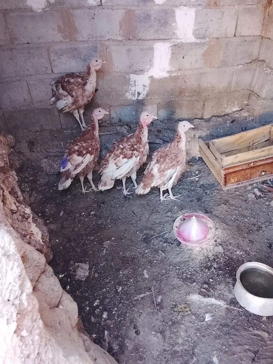 جوجه گوشتی|حیوانات مزرعه|مشگین شهر, |دیوار