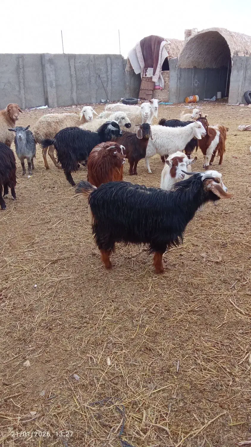 بزغاله وبز|حیوانات مزرعه|سده (خراسان جنوبی), |دیوار