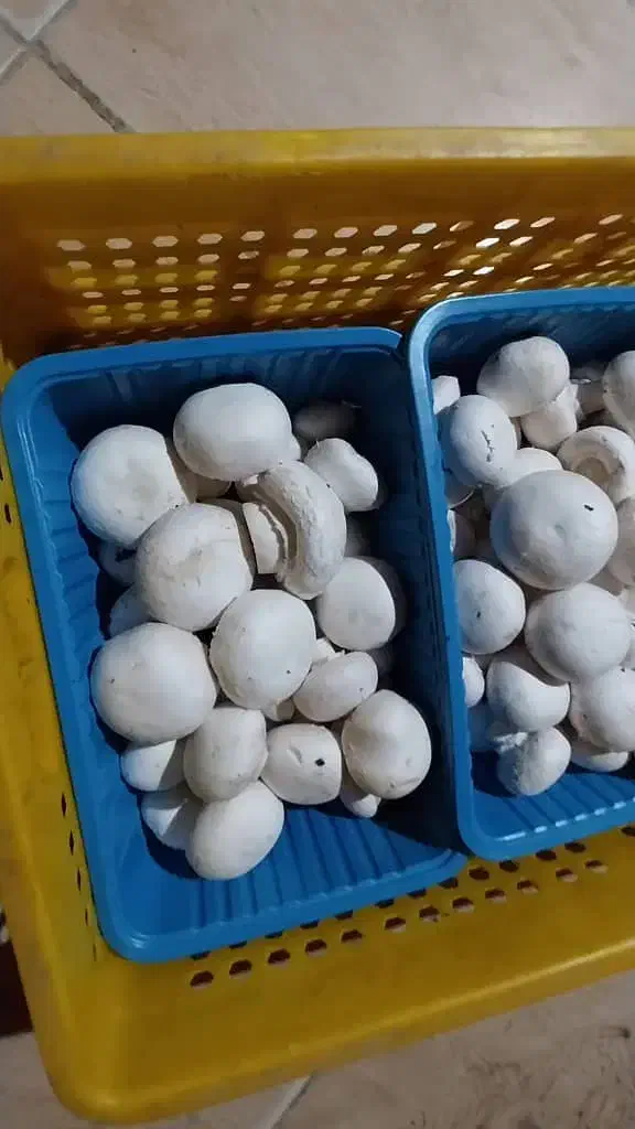 فروش قارچ از تولیدبه مصرف بی واسطه|خوردنی و آشامیدنی|مشهد مرغاب, |دیوار