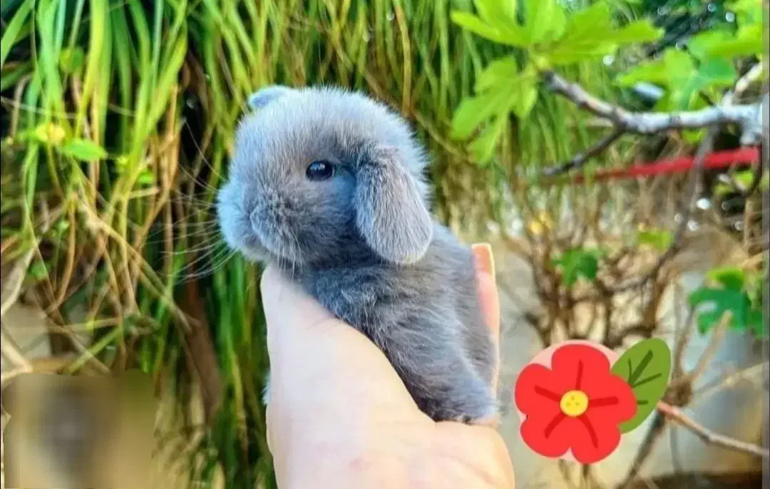 سیتی خرگوش مینیاتوری لوپ ترکیش باصدور شناسنامه|موش و خرگوش|اصفهان, جامی|دیوار