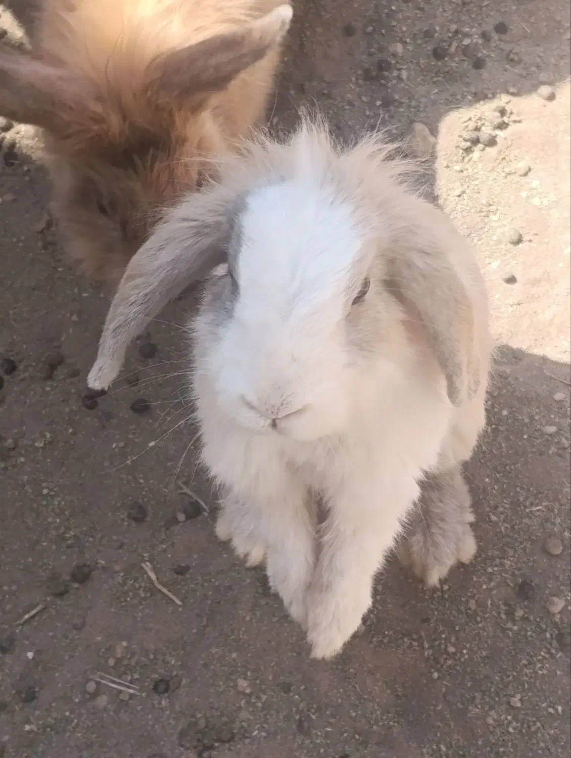 خرگوش مولد لپی هلندی|موش و خرگوش|رفسنجان, |دیوار