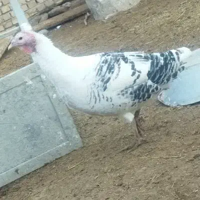 پرنده|پرنده|عطاملک, |دیوار