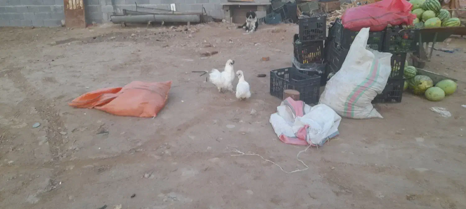 مرغ وخروس|حیوانات مزرعه|یزد, |دیوار