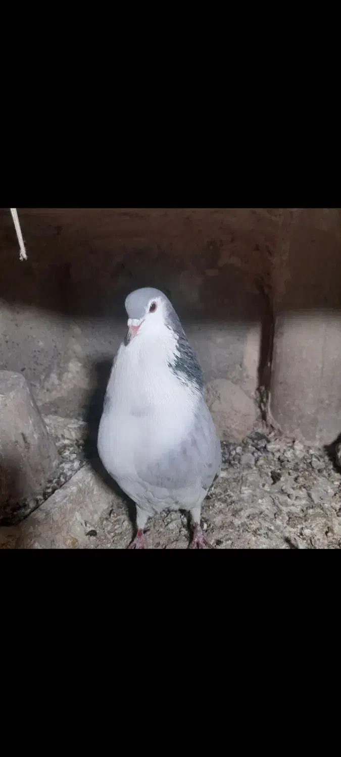 گمشده|حیوانات|اصفهان, پرتمان|دیوار