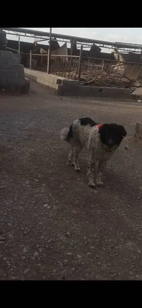 سگ لاس|سگ|پیر بکران, |دیوار