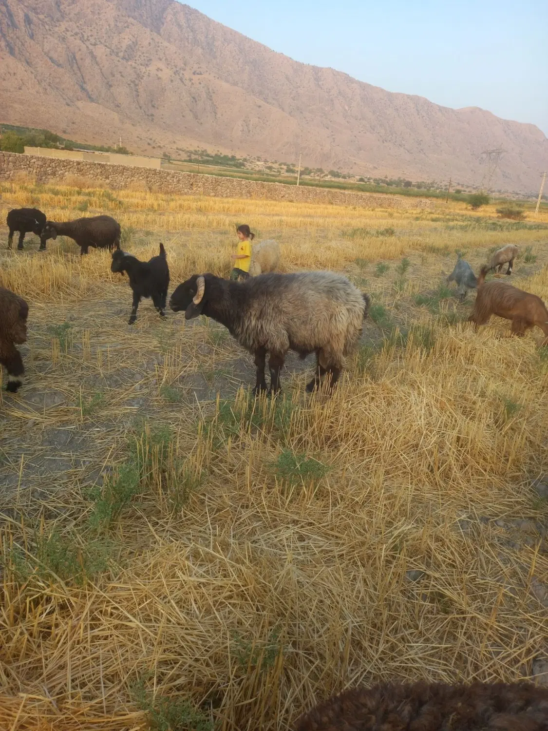 قوچ|حیوانات مزرعه|نورآباد ممسنی, |دیوار