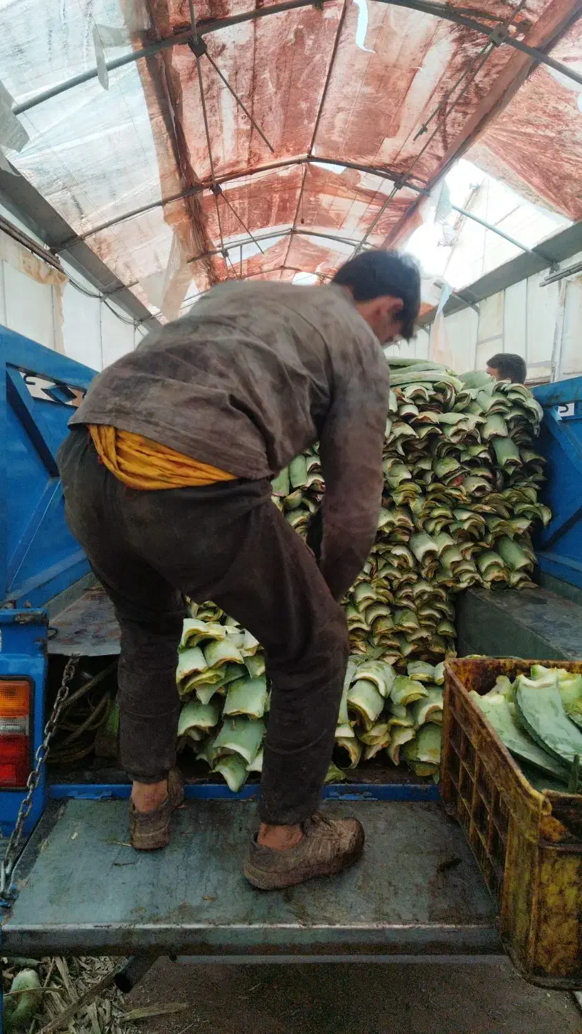 فروش پاجوش و برگ آلوورا|گل و گیاه طبیعی|بوئین زهرا, |دیوار