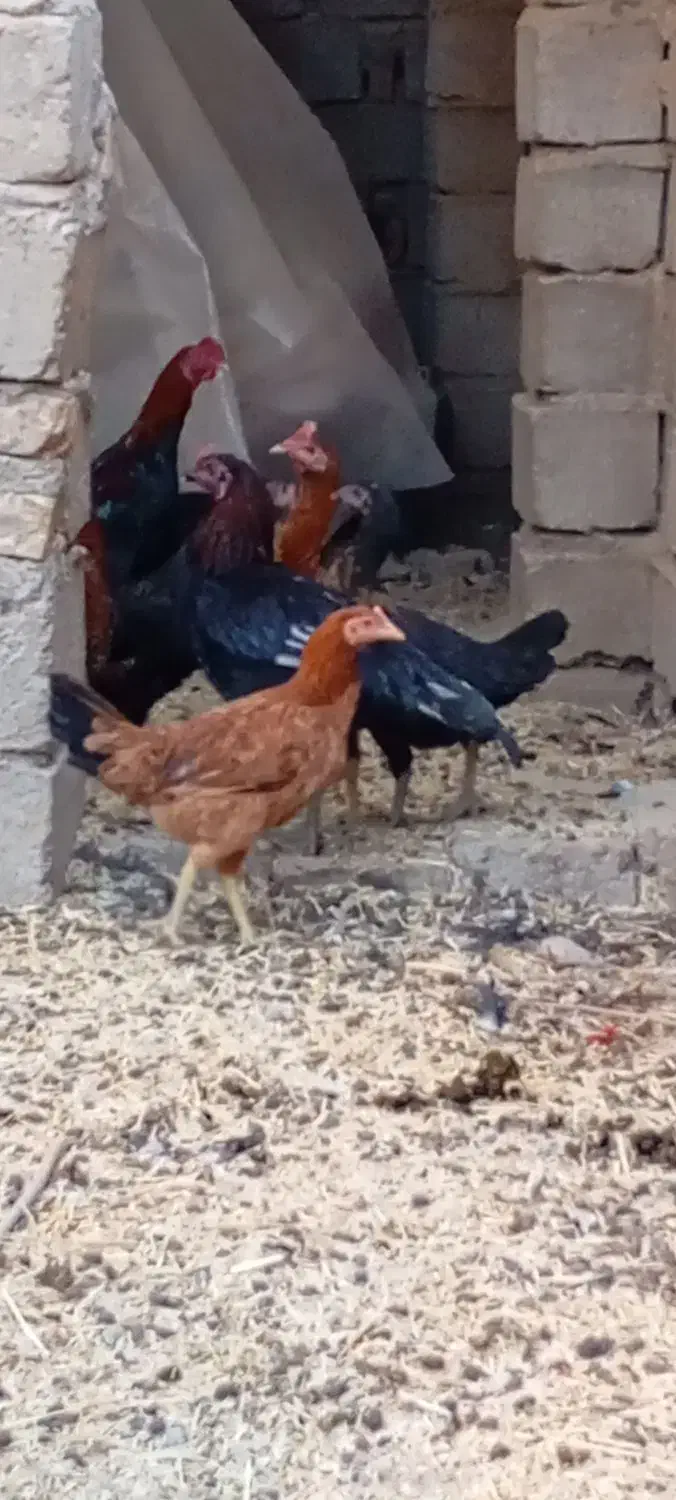 مرغ محلی|حیوانات مزرعه|خاش, |دیوار