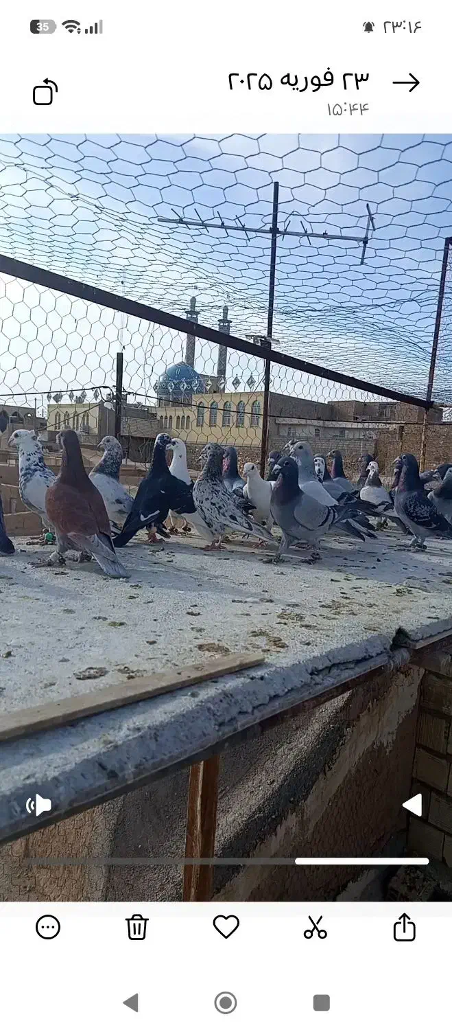 کفتر کبوتر پلاکی|حیوانات|لنجان, |دیوار