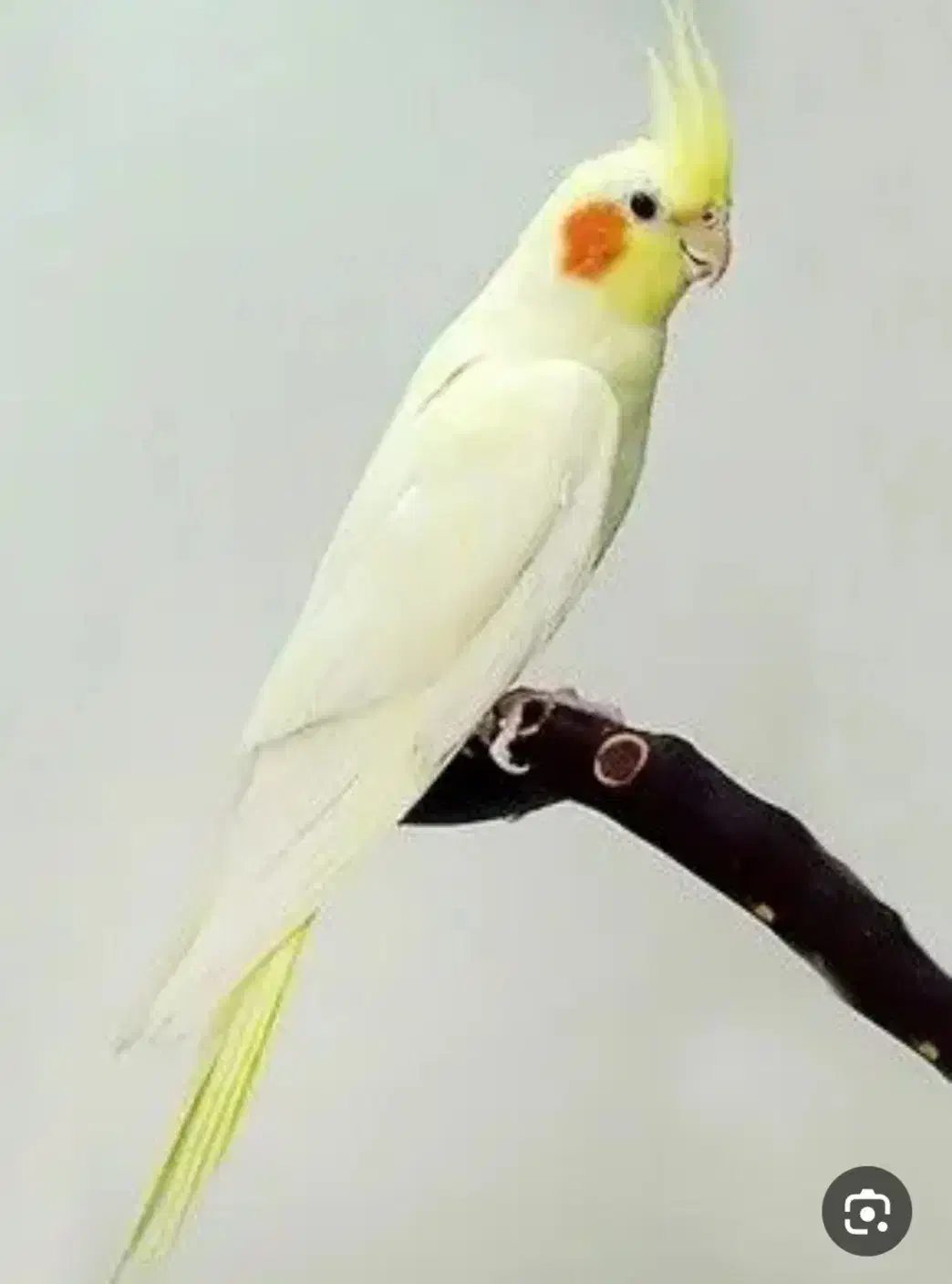 عروس هلندی گمشده|حیوانات|سنندج, |دیوار