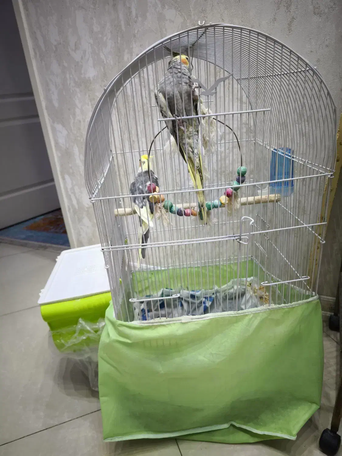 عروس هلندی جفت مولد|پرنده|شاهین‌شهر, فردوسی|دیوار