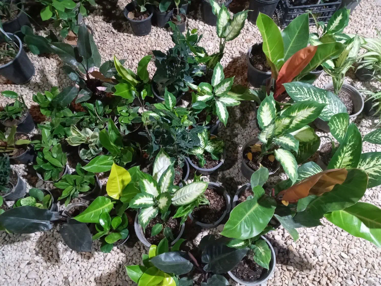 بار آپارتمانی جدید رسید|گل و گیاه طبیعی|جم, |دیوار