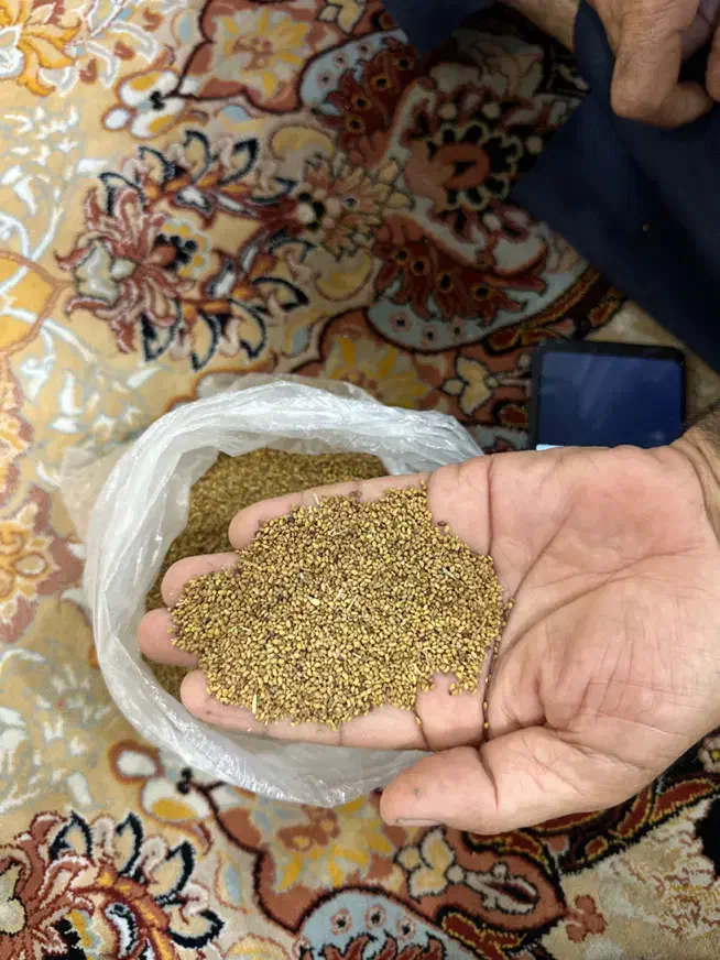 بذر یونجه آمریکایی اصل با عملکرد عالی|خدمات باغبانی و درختکاری|شوشتر, |دیوار