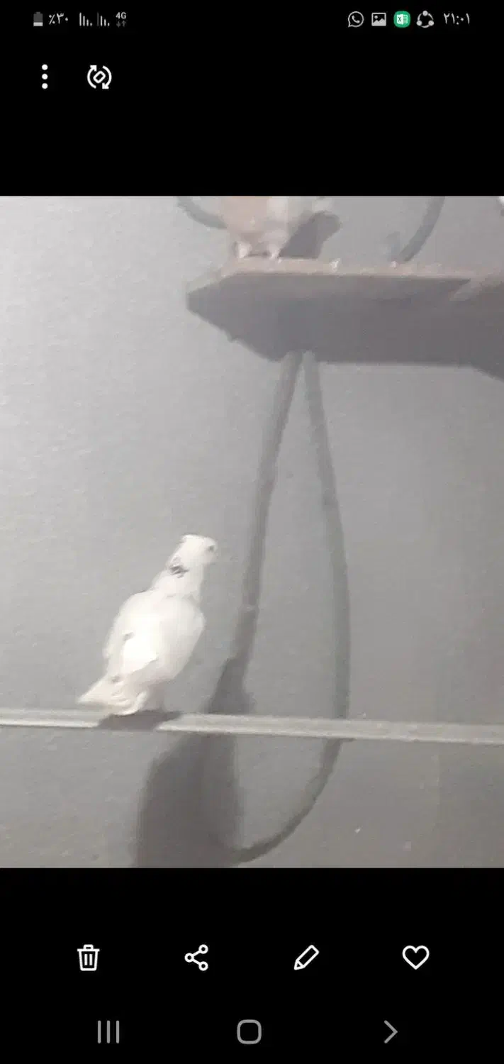 کبوتر سفید پرپری طوقی|حیوانات|کرمان, |دیوار