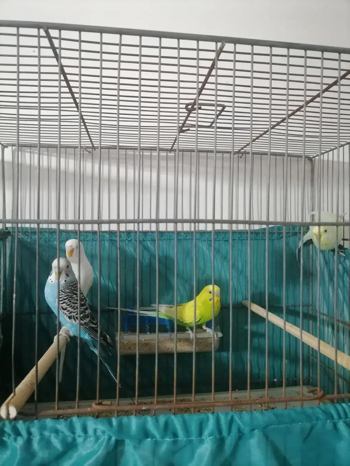 دو جفت مرغ عشق بالغ و مولد|پرنده|قم, شهرک سازمان آب|دیوار