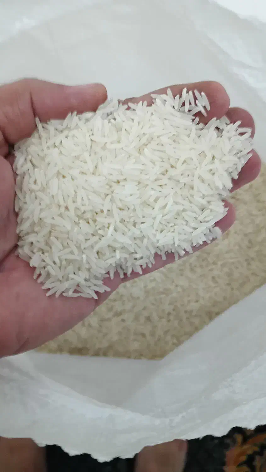 برنج دم سیاه|خوردنی و آشامیدنی|مهدی شهر, |دیوار