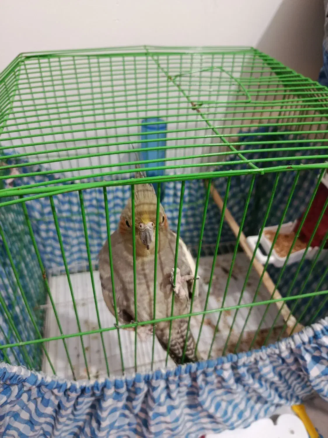 عروس ماده|پرنده|رشت, نخودچر|دیوار