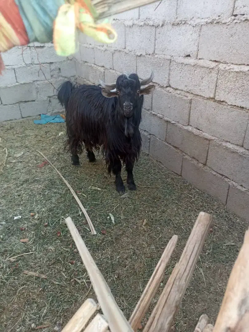 تروشت|حیوانات مزرعه|جالق, |دیوار