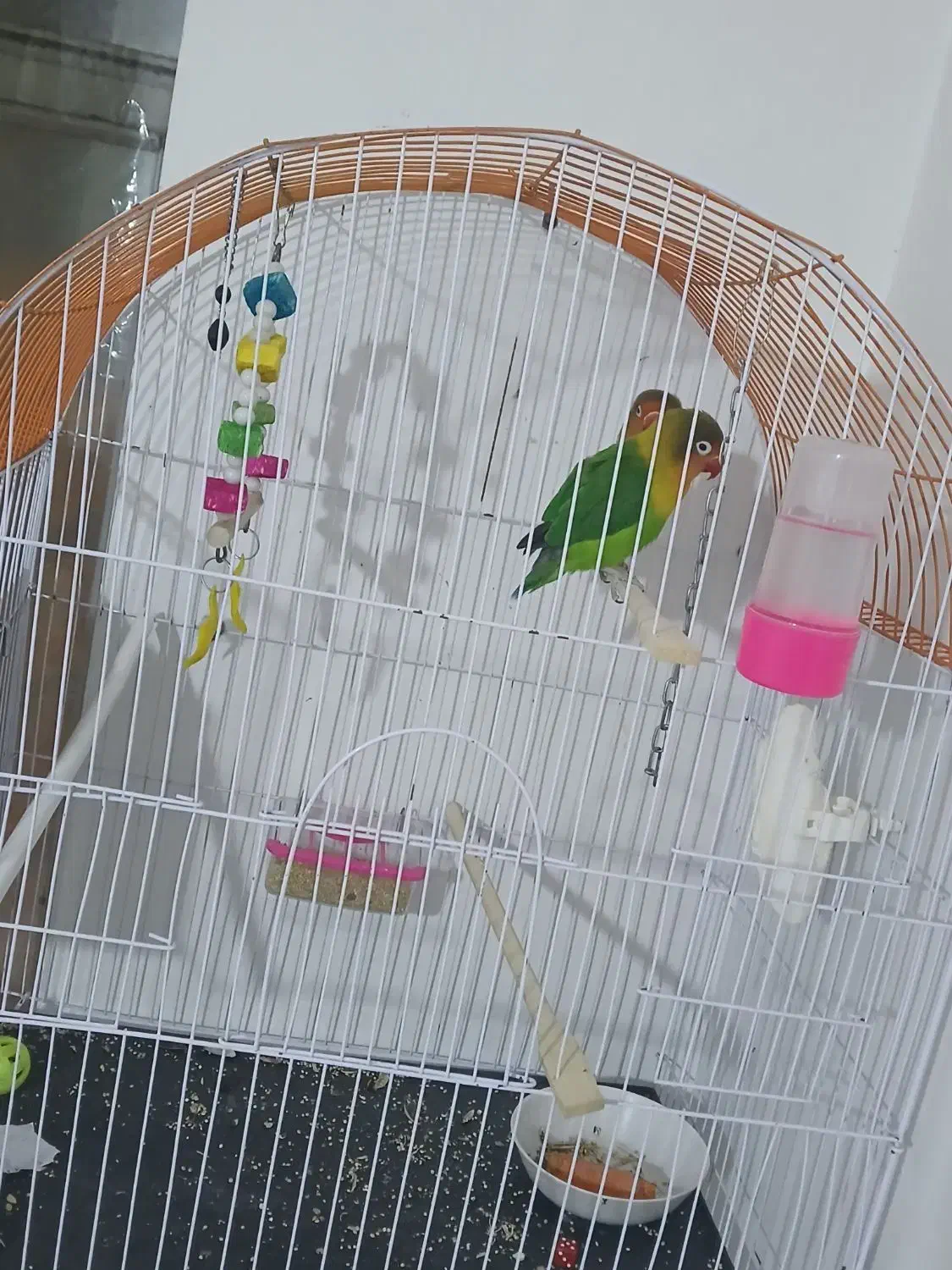 طوطی برزیلی|پرنده|ارومیه, |دیوار