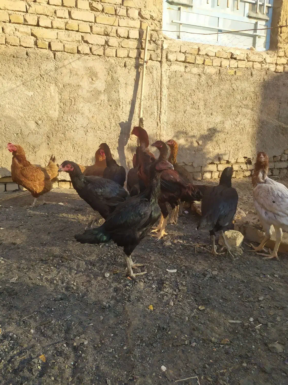 لاری درجه یک|حیوانات مزرعه|رشتخوار, |دیوار