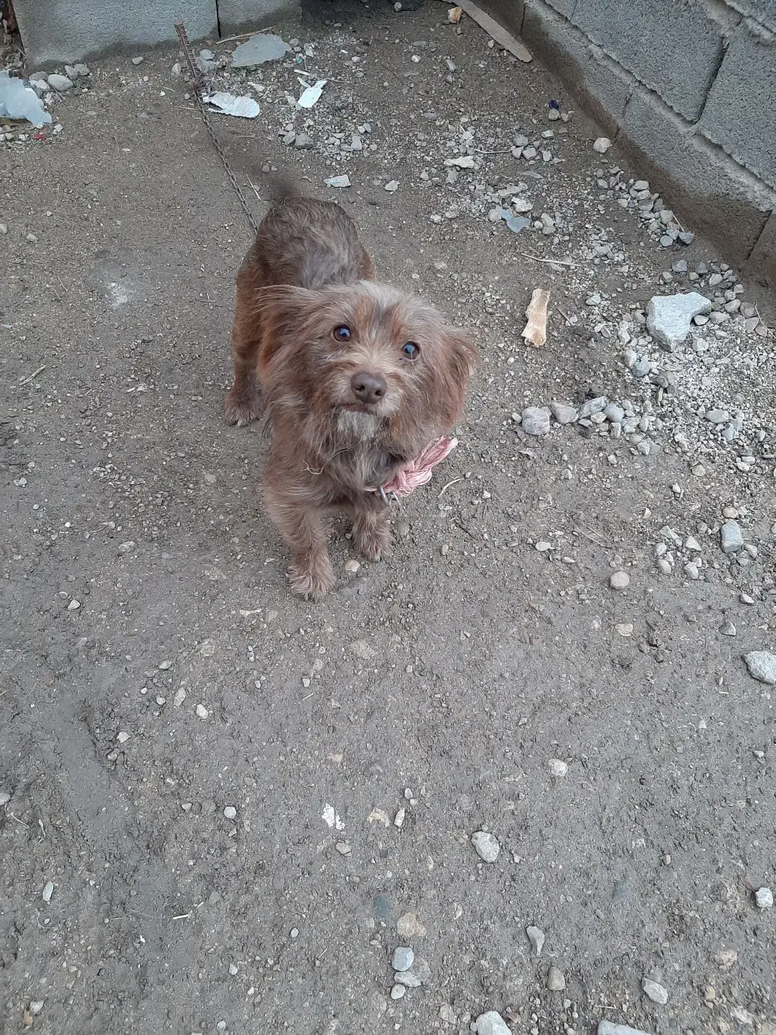 سگ پاکوتاه ماده|سگ|صادق آباد, |دیوار