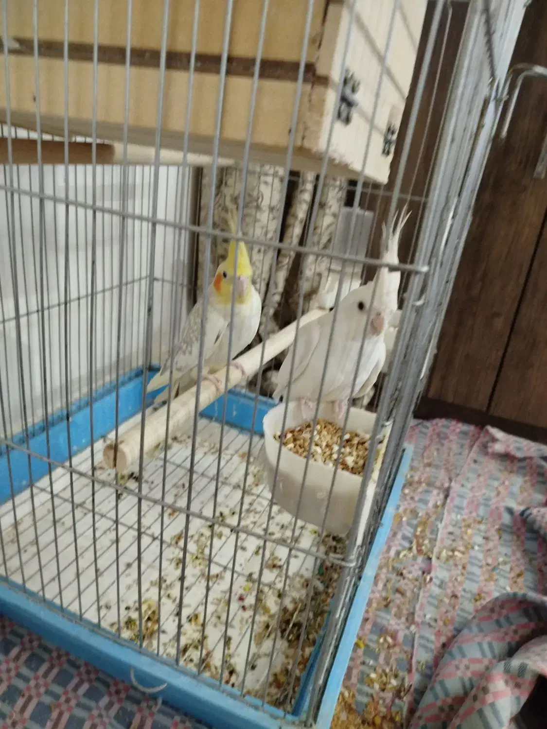 عروس هلندی|پرنده|بندر امام خمینی, |دیوار