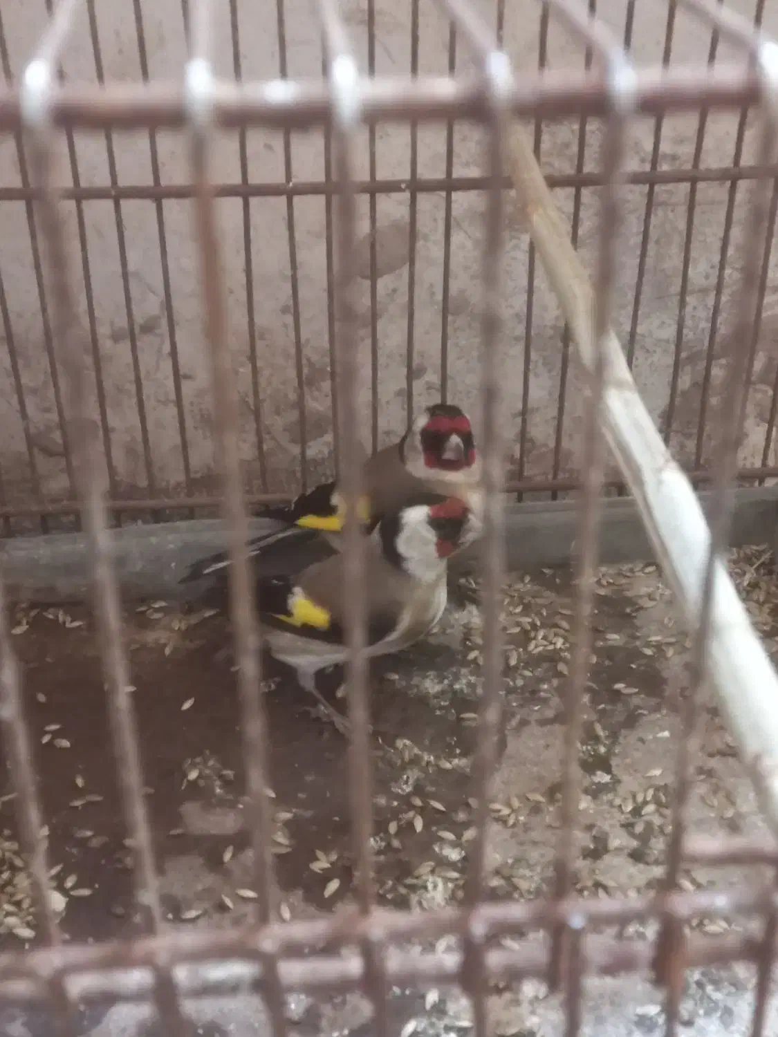 11111|پرنده|اردبیل, |دیوار