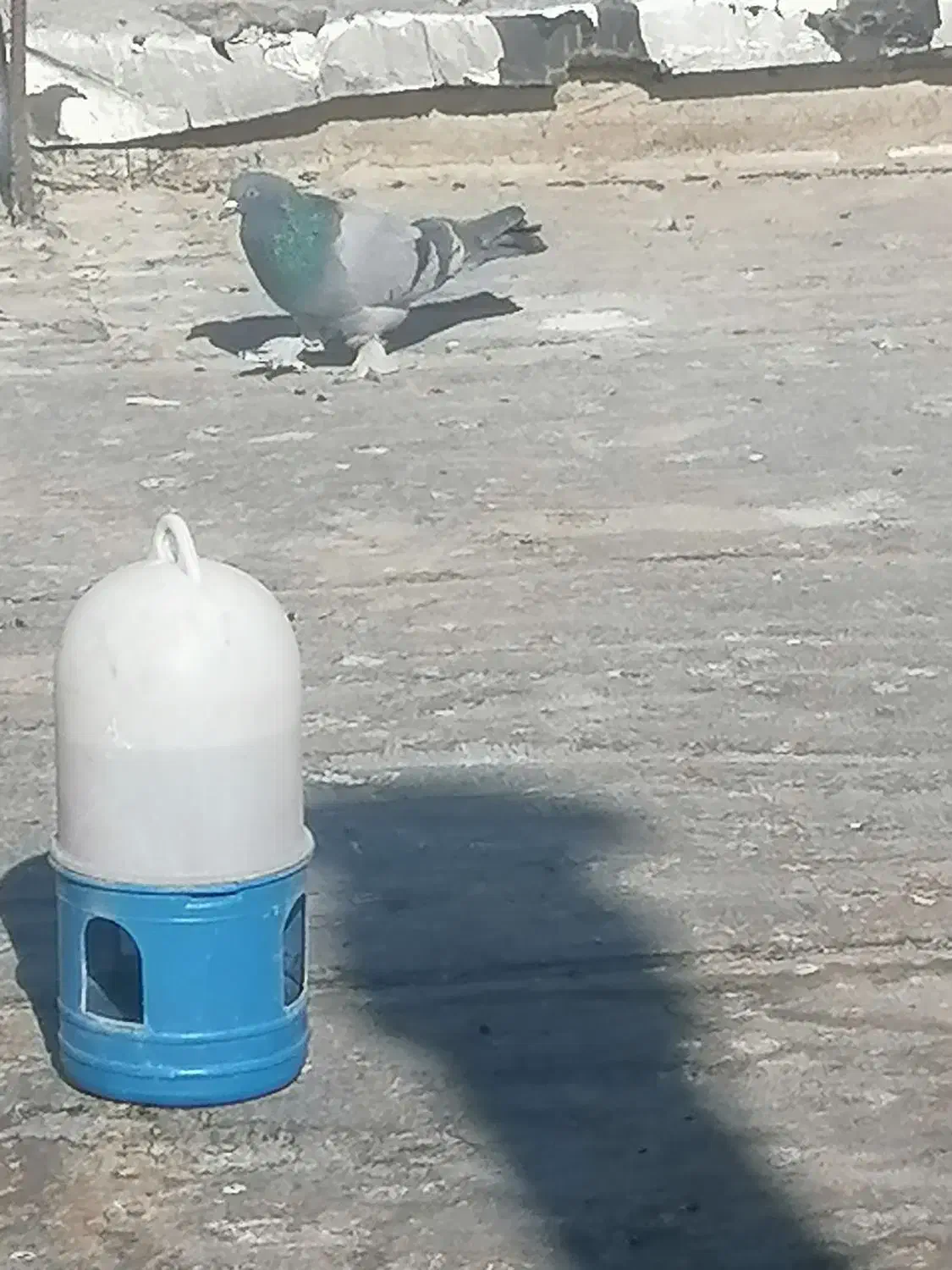 کبوتر معاوضه|پرنده|فارسان, |دیوار