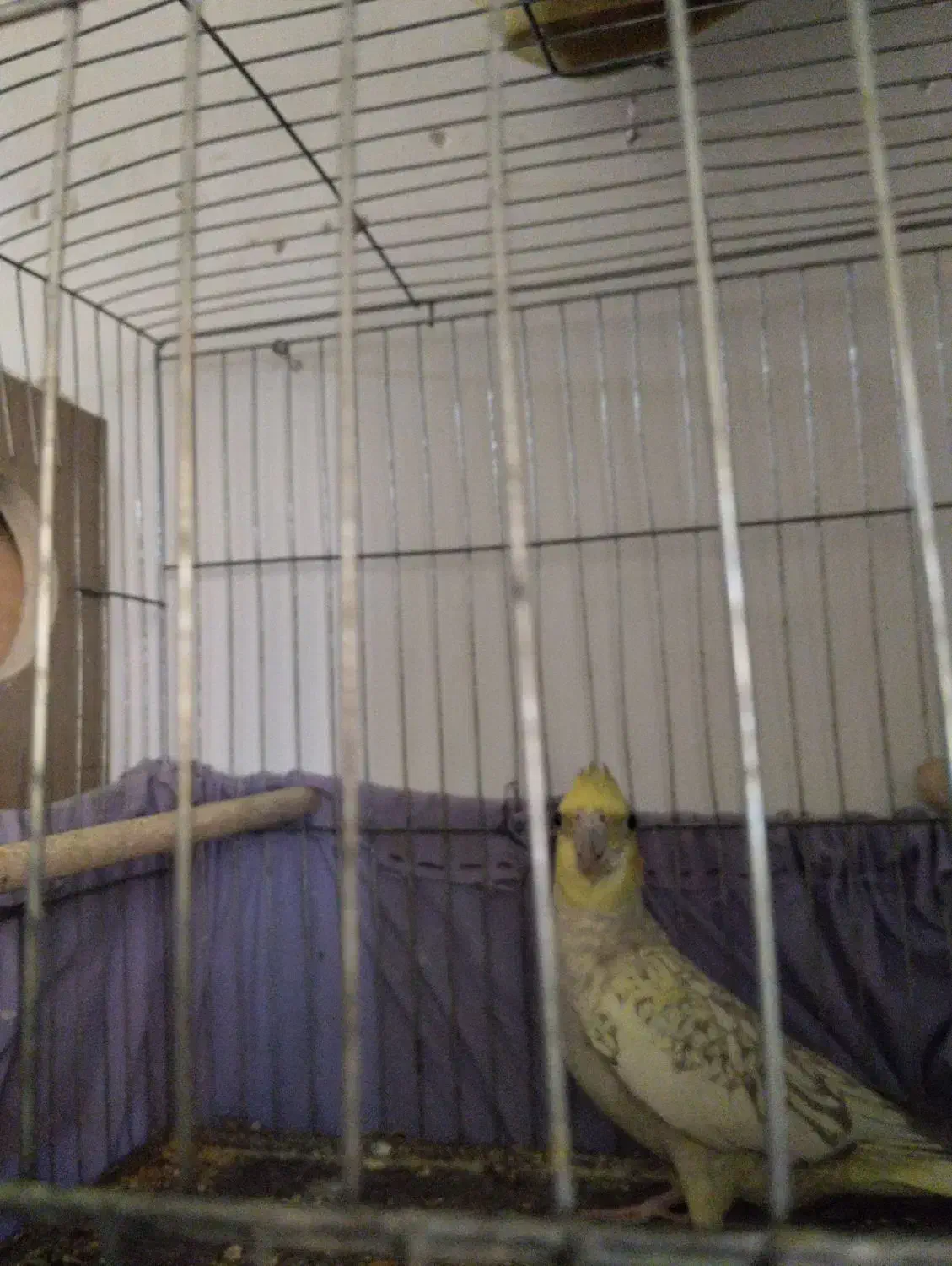 جفت عروس هلندی یکی بخر دوتا ببر|پرنده|سرخه, |دیوار