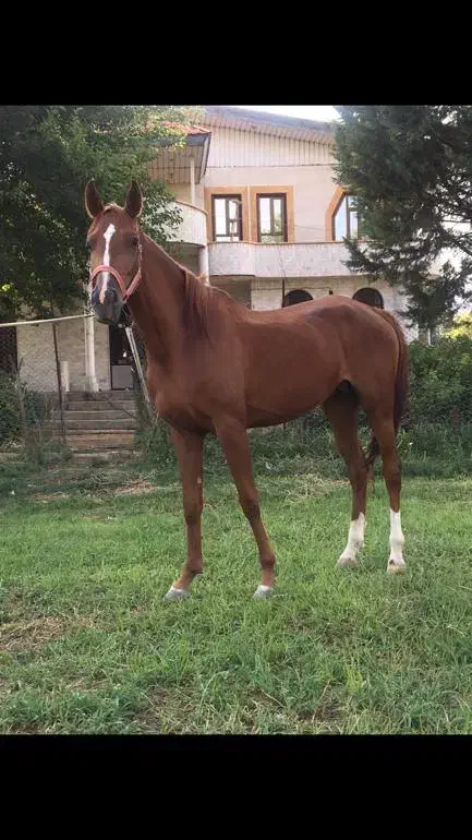 مادیان و کره|اسب و تجهیزات اسب‌سواری|هلیلان, |دیوار