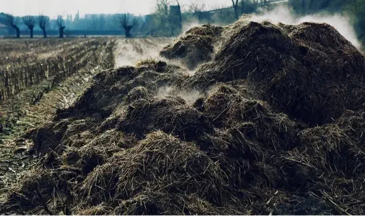 کود حیوانی پهن سوخته|خدمات باغبانی و درختکاری|نمین, |دیوار